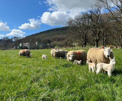 Sheep at Killeavy Castle Estate