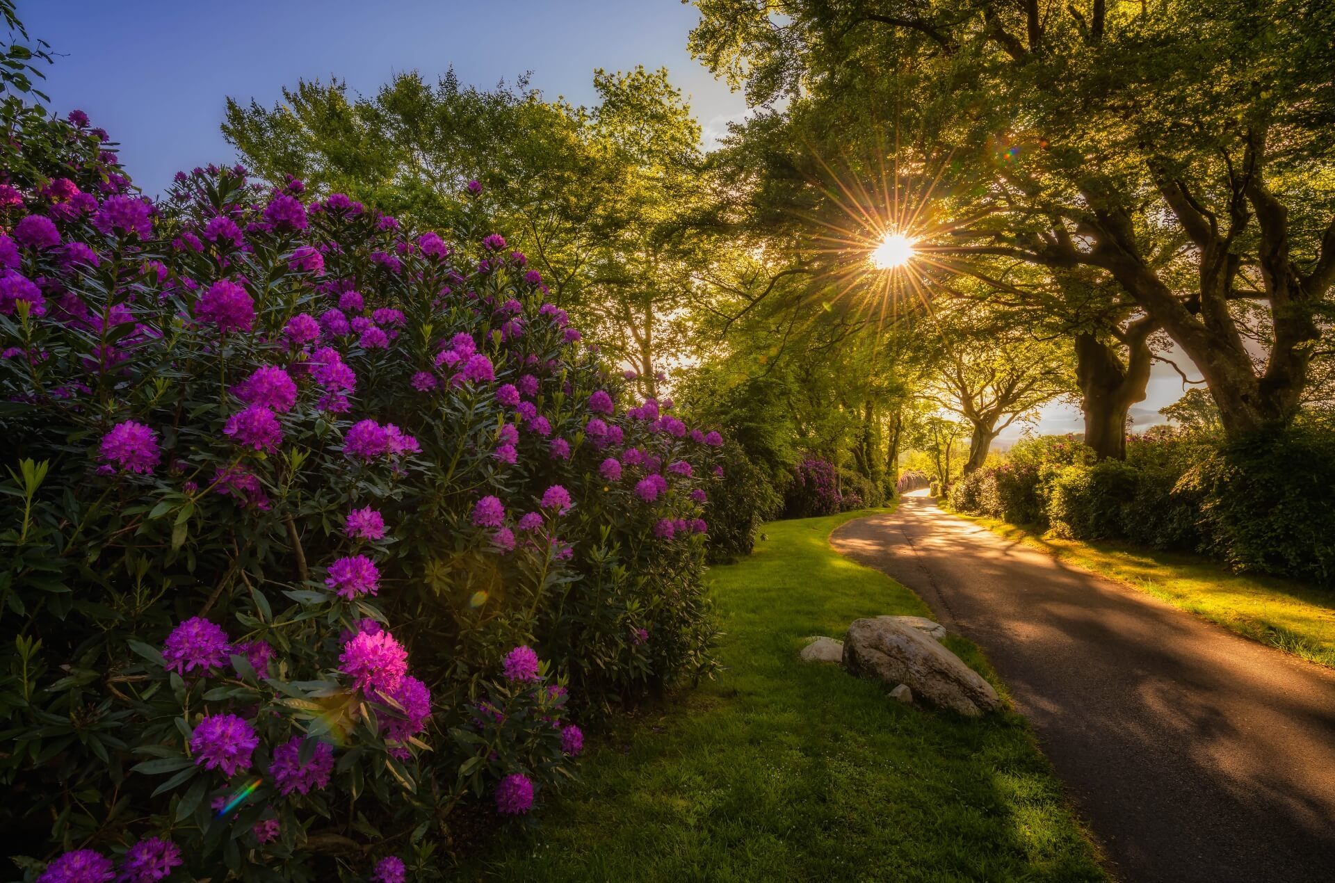 Killeavy Rhododendrons (5)