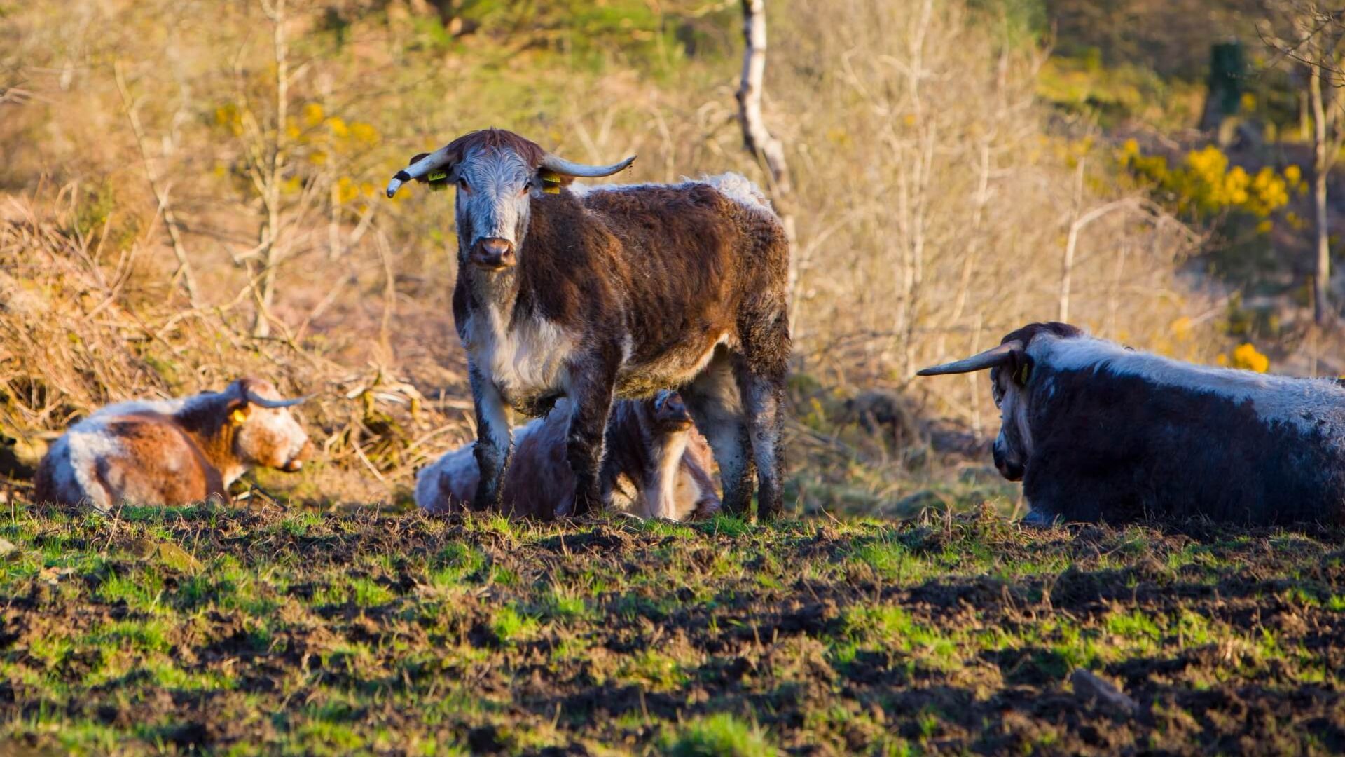 working farm (2) (1)