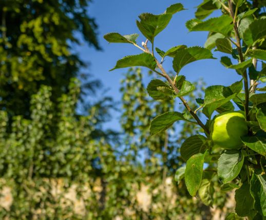 Apple Tree at Killeavy Castle Estate