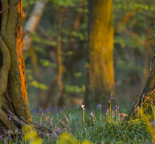Stay Longer and Save up to 15% at Killeavy Castle Estate