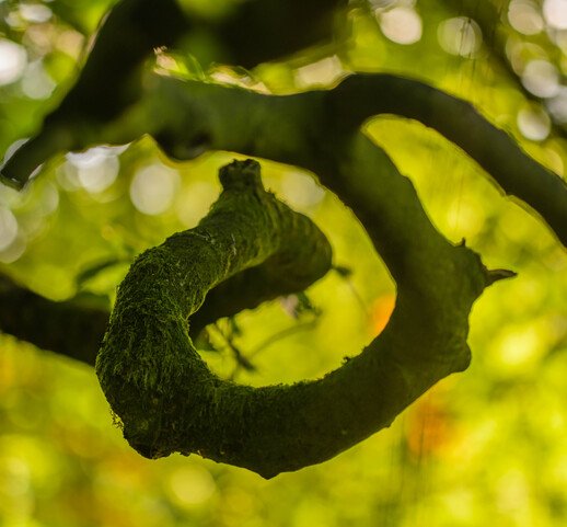 Seasonal Breaks at Killeavy Castle Estate