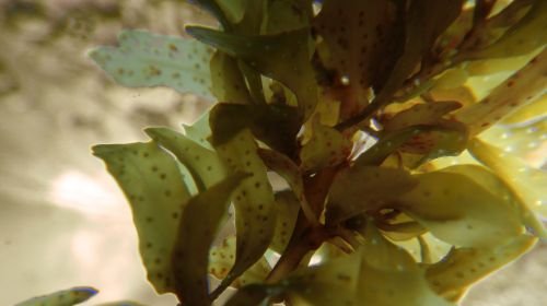 Seaweed Bath and Stay