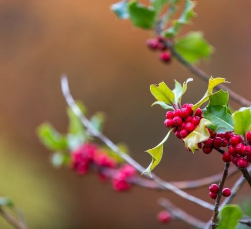 Branches of holly at killeavy castle estate www.killeavycastle.com_v2