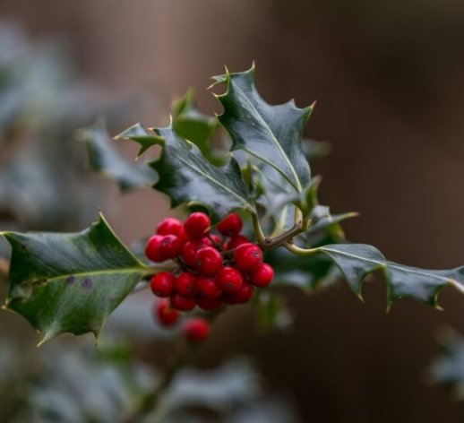 Holly image www.killeavycastle.com_v2